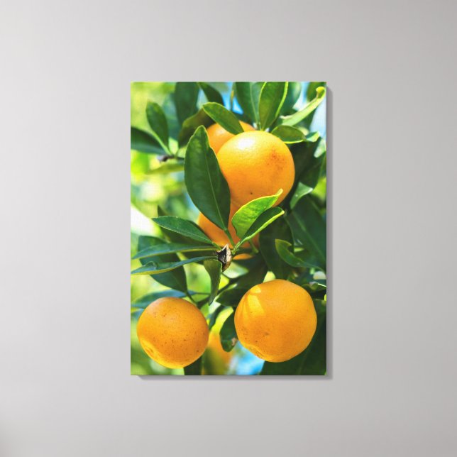 Fruiting Orange Tree Canvas Print (Front)