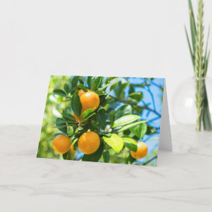 Fruiting Orange Tree Card