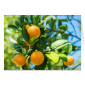 Fruiting Orange Tree Cards (Front Horizontal)