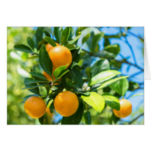 Fruiting Orange Tree Cards