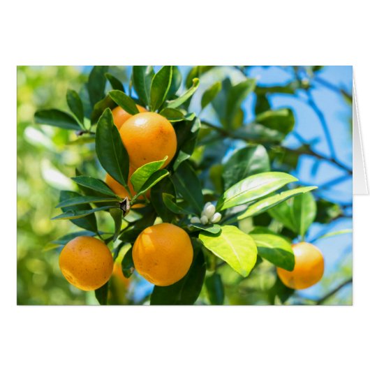 Fruiting Orange Tree Cards (Front Horizontal)