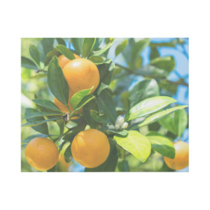 Fruiting Orange Tree Gallery Wrap