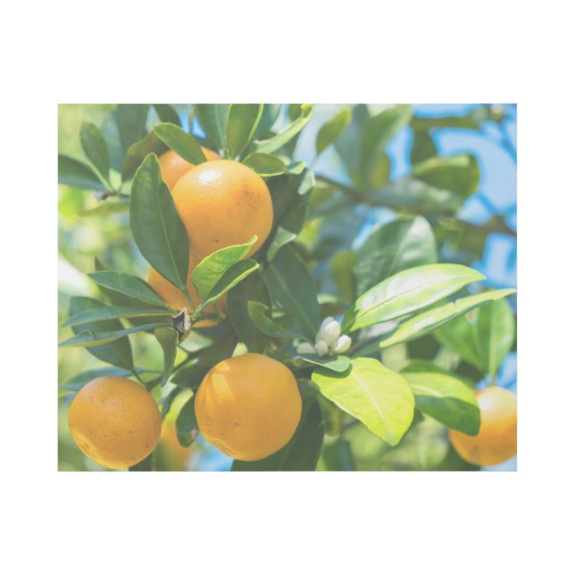 Fruiting Orange Tree Gallery Wrap (Front)