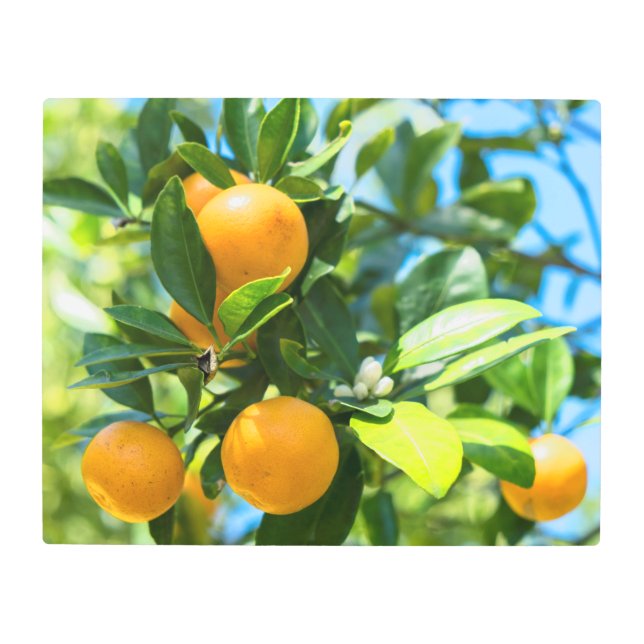 Fruiting Orange Tree Metal Print (Front)