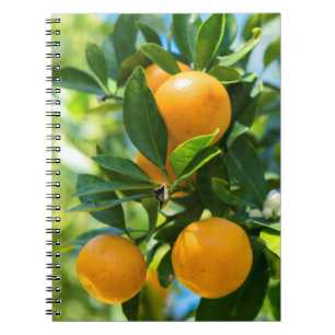 Fruiting Orange Tree Notebook