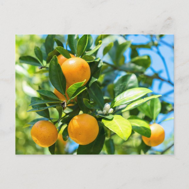 Fruiting Orange Tree Postcard (Front)