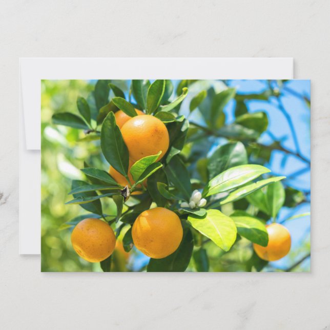 Fruiting Orange Tree Thank You Card (Front)