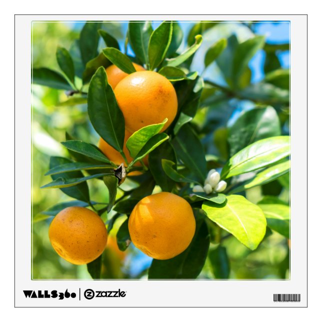 Fruiting Orange Tree Wall Decal (Front)
