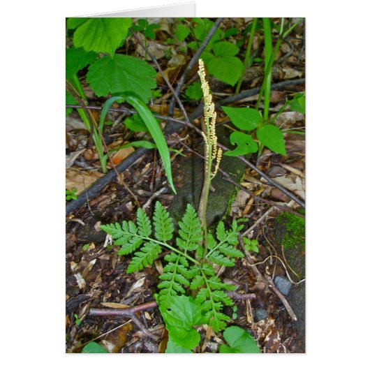 Fruiting Rattlesnake Fern (Botrypus virginianus) Cards (Front)