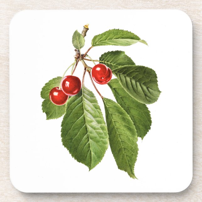 Fruits: A015 Cherry - Beverage Coaster (Front)