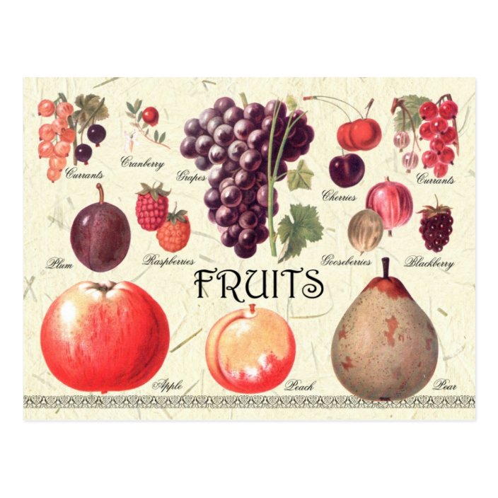 Fruits Illustration Postcard