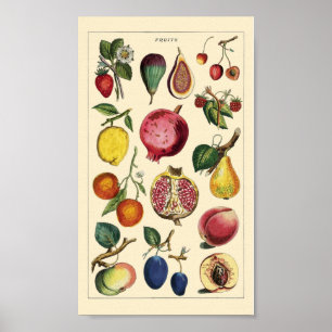 Fruits vintage poster