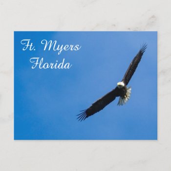 Ft. Myers Bald Eagle Postcard by PhotosfromFlorida at Zazzle