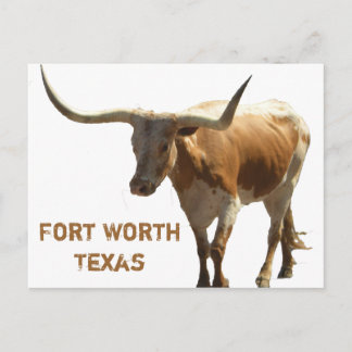 Ft Worth Longhorn Postcard