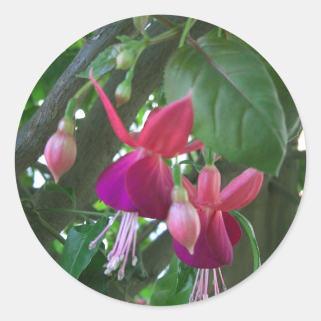 Fuchsia 2 classic round sticker (Front)