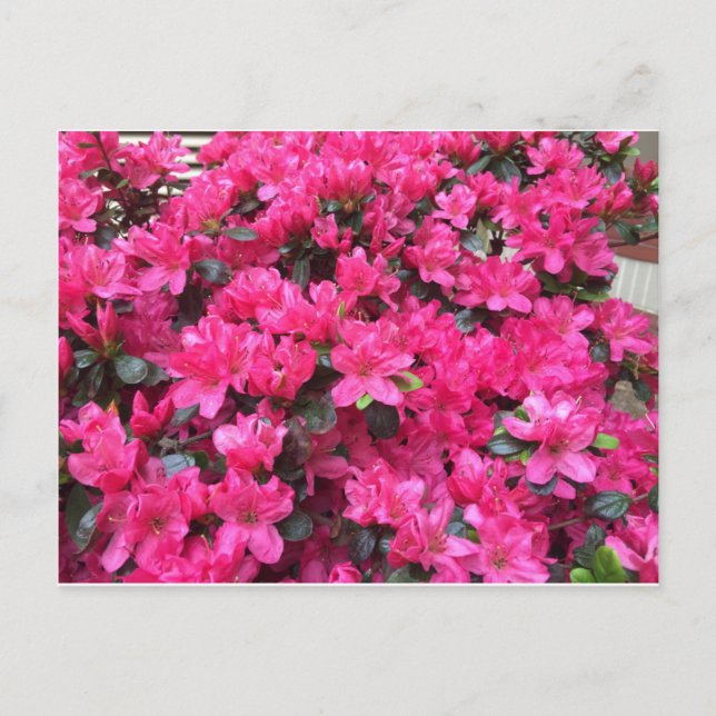 fuchsia azaleas rhododendron postcard (Front)