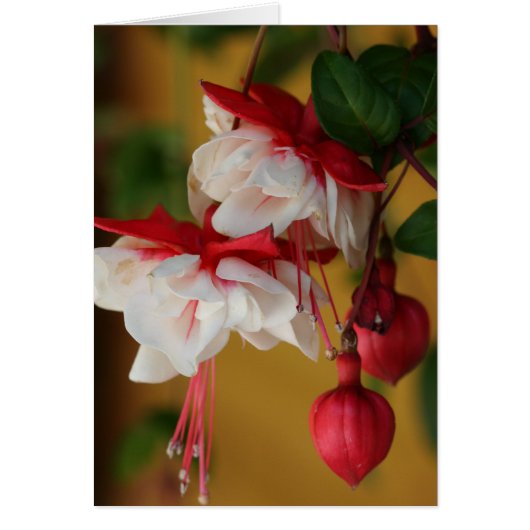 Fuchsia Blooms! Cards (Front)
