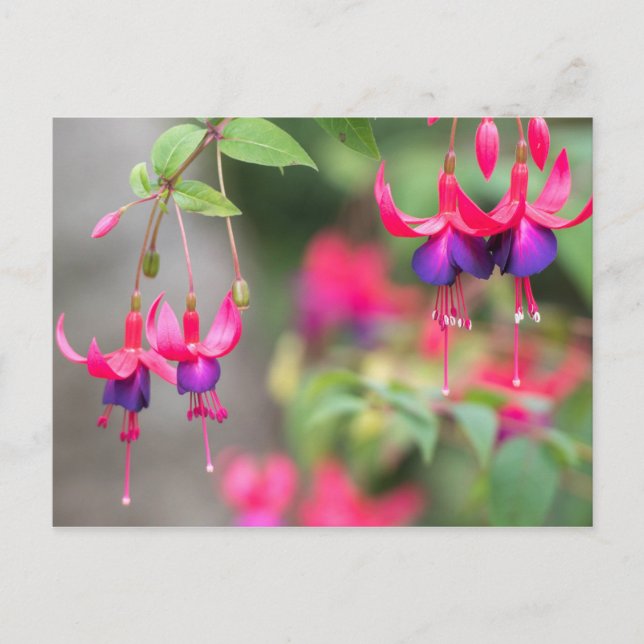 Fuchsia Blossoms Postcard (Front)
