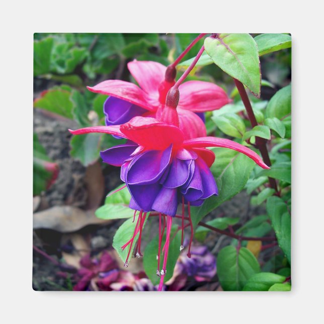 Fuchsia 'Blue Eyes' Magnet (Front)