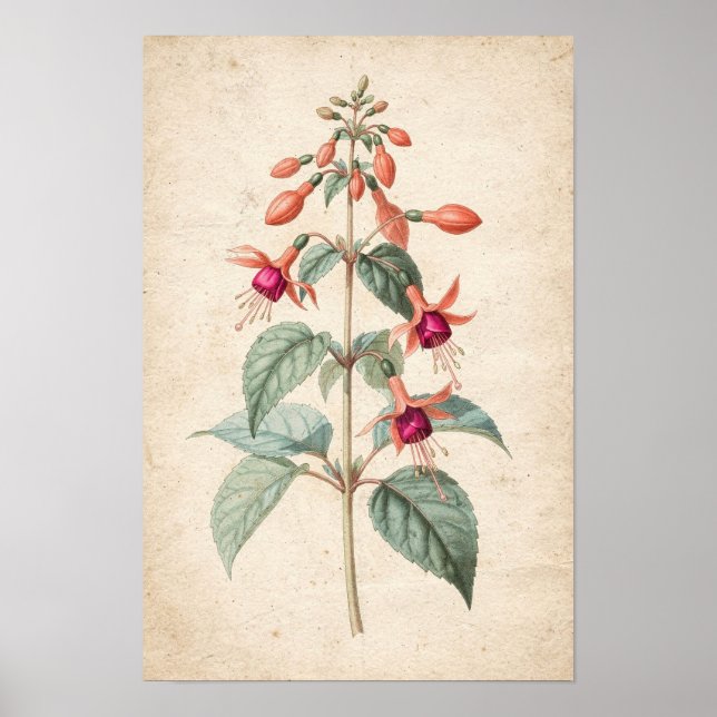 Fuchsia Botanical Print (Front)