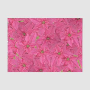 Fuchsia colored poinsettias, floral pattern tissue paper