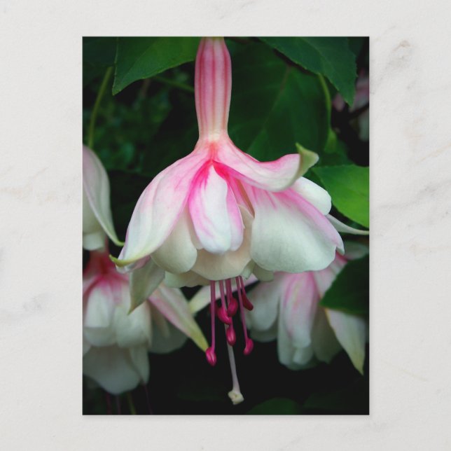 Fuchsia Devonshire Dumpling Postcard (Front)