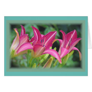 Fuchsia Dreams - Daylilies Cards
