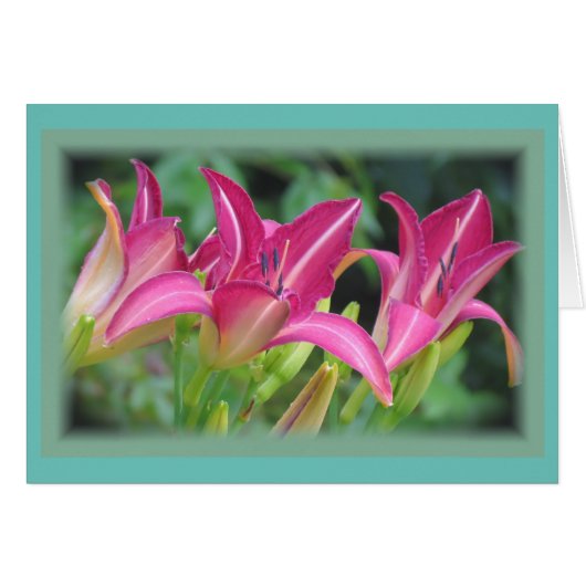 Fuchsia Dreams - Daylilies Cards (Front Horizontal)