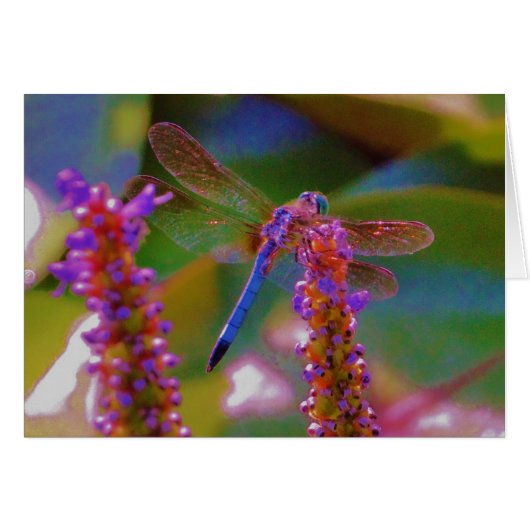 Fuchsia flower and dragon fly cards (Front Horizontal)