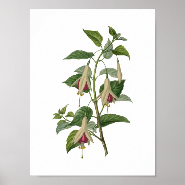Fuchsia Flower Poster (Front)