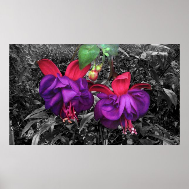 Fuchsia Flower Poster (Front)