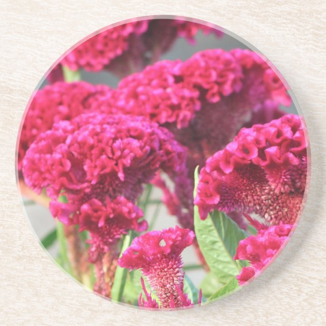 Fuchsia Flowers Coaster (Front)