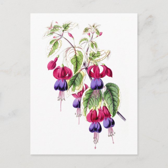 Fuchsia Flowers Vintage Botanical Postcard (Front)