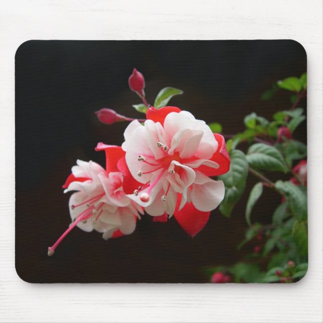 Fuchsia Mouse Pad (Front)