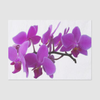 Fuchsia Orchids on tissue paper