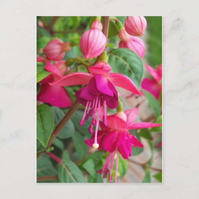 Fuchsia Paula Jane Postcard (Front)