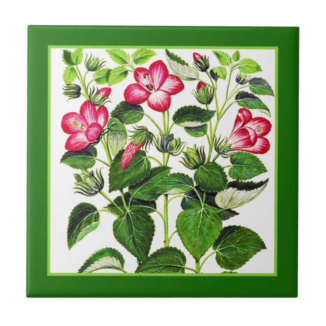 Fuchsia Pink Italian Hibiscus flowers Ceramic Tile (Front)