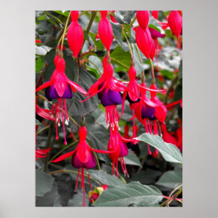 Fuchsia Poster