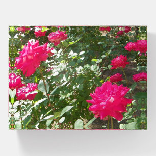 Fuchsia roses everywhere paperweight