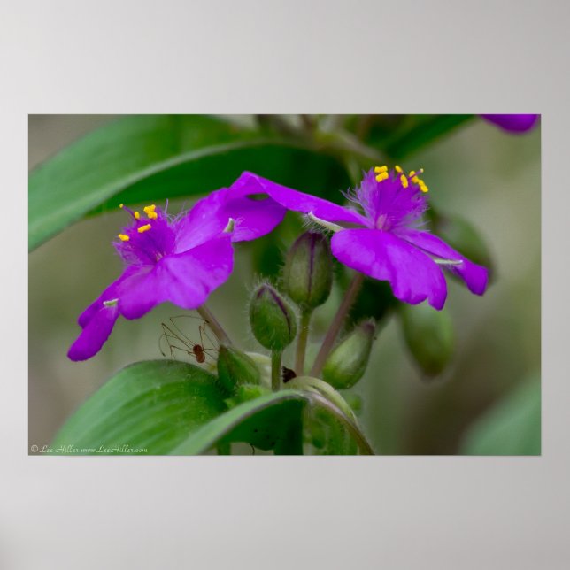 Fuchsia Spiderwort Twins Wildflower Poster (Front)