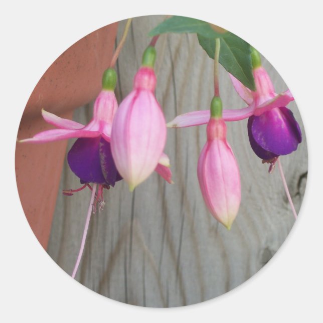 Fuchsia Stickers (Front)