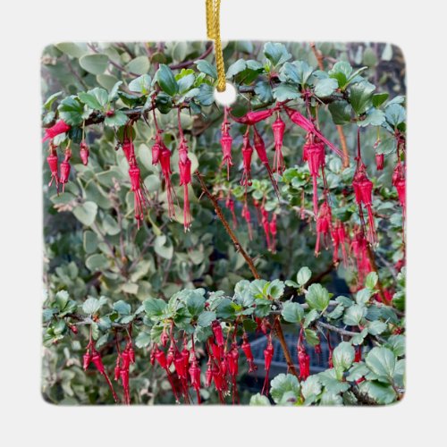 Fuchsiaflower Gooseberry Ribes speciosum Ceramic Ornament