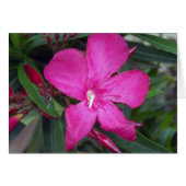 Fucshia Oleander Photo (Front Horizontal)