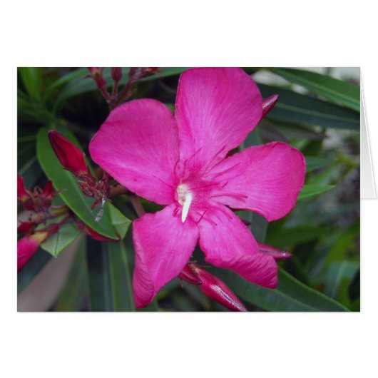 Fucshia Oleander Photo (Front Horizontal)