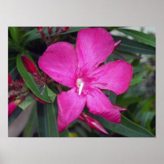 Fucshia Oleander Photo Poster