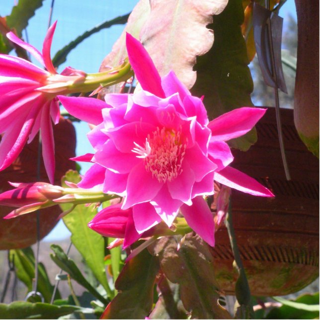 Fucsia Epiphyllum Cutout (Front)