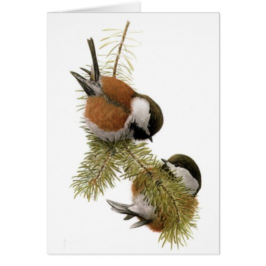 Fuertes' Chestnut-backed Chickadee Cards (Front)