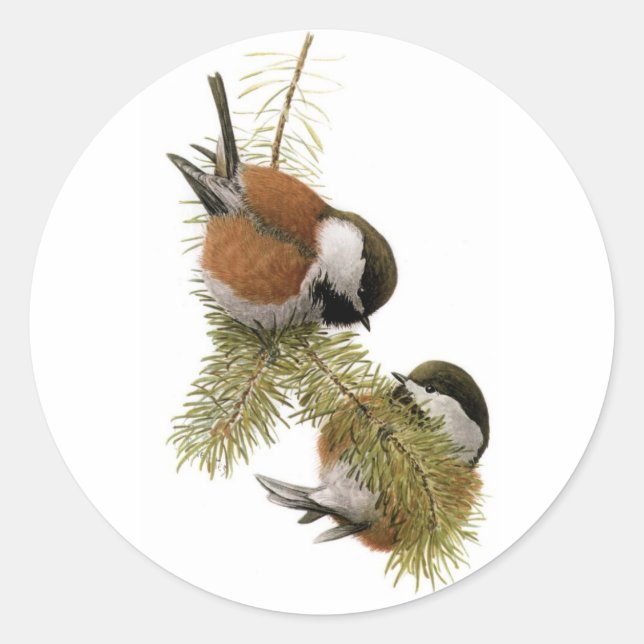 Fuertes' Chestnut-backed Chickadee Classic Round Sticker (Front)
