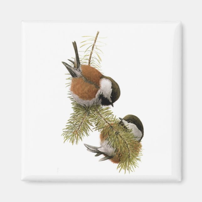 Fuertes' Chestnut-backed Chickadee Magnet (Front)