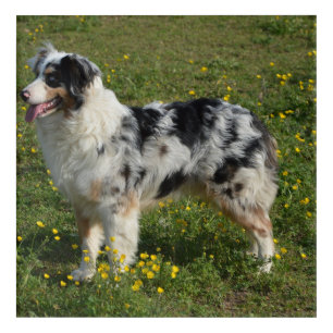 full 2 australian shepherd acrylic print